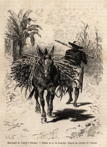 卡塔戈（哥斯达黎加）的一个甘蔗商人和他的骡子，这是唯一一个让城市空荡荡的街道充满活力的商人。萨夫雷博士1869年为说明新格拉纳达的航行而绘制的版画，发表于《世界之旅》1873年，由Edouard Char编辑。 作者 未知艺术家