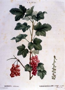 醋栗：19 世纪植物板。 作者 未知艺术家
