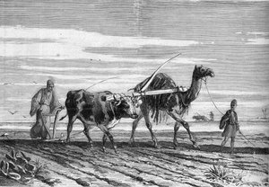 埃及的农业：一头牛和一头骆驼拉的犁。雕刻于1882年6月17日《世界画报》第1316期。 作者 未知艺术家