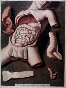 代表人体腹部内部的解剖板：肠道、胃。 1742.私人收藏 作者 未知艺术家