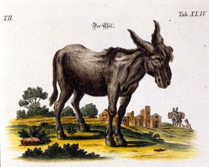 Ankey. 18th century representation. 作者 未知艺术家