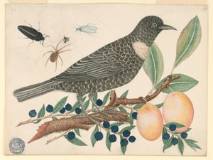 蓝莓杏黑鸟 作者 未知艺术家