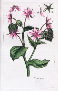  作者 未知艺术家