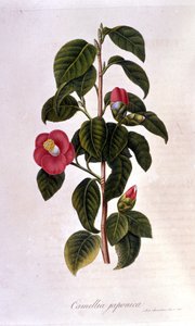 植物板：来自日本的山茶花。 19 世纪雕刻 作者 未知艺术家
