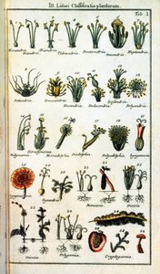 Botanical board: Classification of plants by Carl von LINNE (1707-1778), Swedish naturalist in “" Compendium Botanices Systematis Linnean "”. Edition 作者 未知艺术家