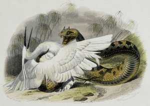 Ceraste（毒蛇家族的蛇）在打一只鸟。19世纪，根据法国博物学家Lacepede（1756-1709）的画作雕刻而成。 作者 未知艺术家