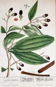 Cinnamon de Malabar（印度） - 植物委员会 作者 未知艺术家