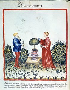 收集罗勒。 伊本·布特兰 (Ibn Butlan) 的“Kitabtaqwim as-sihha”（“Kitabtaqwim as sihha”）交易后的药物和营养学交易“”Tacuinum sanitatis”的启发 作者 未知艺术家