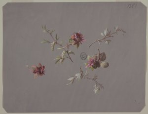 壁纸和纺织品设计：花卉 作者 未知艺术家