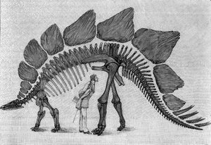恐龙骨架。"Stegosaurus ungulatus"，三月。洛矶山脉上侏罗纪。复制了马奇先生提交给研究所的阿尔伯特-高德利的图纸。雕刻在 "自然：科学与应用杂志 "中。 作者 未知艺术家