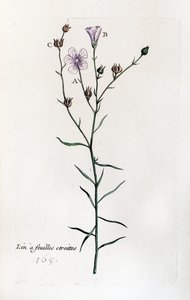 干叶亚麻 作者 未知艺术家