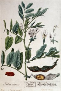 Faba Major（沼泽热） - 植物板 作者 未知艺术家