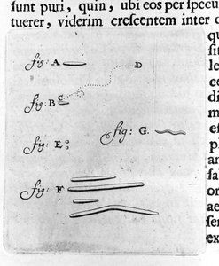 First representation of bacteries Description by Dutch trader and scientist Antoine van Leeuwenhoek (or Leeuvenhoek Leeuwenhoeck) (or Antoni or Anthonie) (1632-1723) after a study of bacteria in his mouth. Engraving from “Arcana Natura Detecta” 1695. 作者 未知艺术家