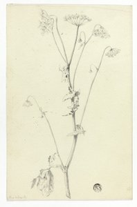 铁杉 作者 未知艺术家