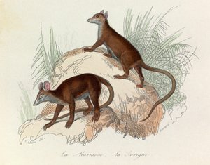 布封全集》一书中的插图：Les Quadrupedes：旱獭和猿猴（雕刻） 作者 未知艺术家