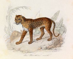 布封全集》一书中的插图：Les Quadrupedes：La panthere（雕刻） 作者 未知艺术家