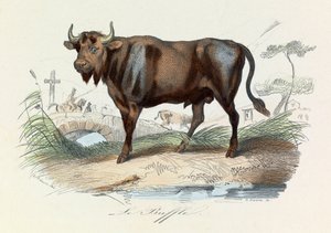 布封全集》一书中的插图：Les Quadrupedes：水牛（雕刻） 作者 未知艺术家