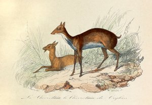 布封全集》一书中的插图：Les Quadrupedes：锡兰的鼷鹿和鼷鹿（雕刻） 作者 未知艺术家