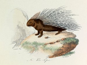 布封全集》一书中的插图：Les Quadrupedes：史诗猪肉（雕刻） 作者 未知艺术家