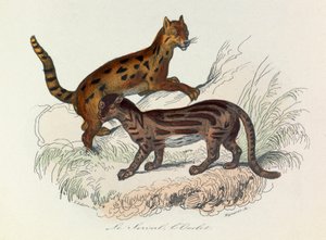 布封全集》一书中的插图：Les Quadrupedes：薮猫和猫鼬（雕刻） 作者 未知艺术家