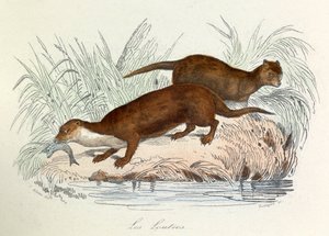 布封全集》一书中的插图：Les animaux：水獭（雕刻） 作者 未知艺术家