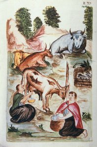 照顾奶牛的印度牧羊人，出自《秘鲁特鲁希略》或《Códice Martínez Compañón》一书，作者是特鲁希略主教巴尔塔扎尔·马丁内斯·康帕尼翁 (1782-1785) 作者 未知艺术家