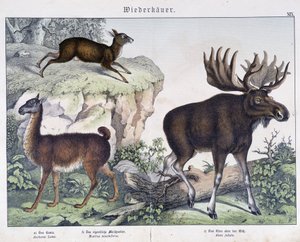 Lama, elk (moose) - in “” Natural histories of mammals””, ed. Schreiber 作者 未知艺术家