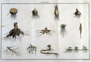 Les Roots：在“弗洛拉·弗朗索瓦斯”中，或对法国自然生长的所有植物的简要描述，根据一种新的分析方法排列，我们将它们在医学中最不模棱两可的美德和它们在医学中的用处附上引述 作者 未知艺术家
