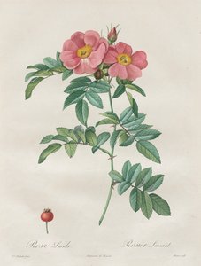 玫瑰：蔷薇 作者 未知艺术家