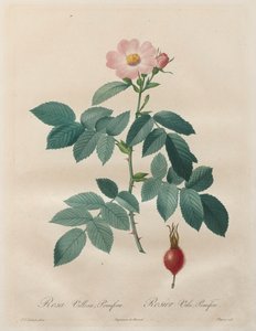 玫瑰：蔷薇、绒花 作者 未知艺术家