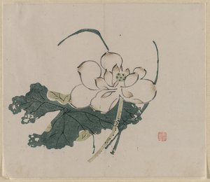荷花 作者 未知艺术家