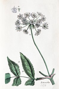  作者 未知艺术家