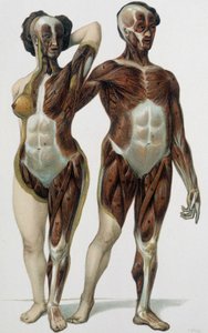 男人和女人剥了皮：肌肉 - 医学书籍，19 世纪后期 作者 未知艺术家