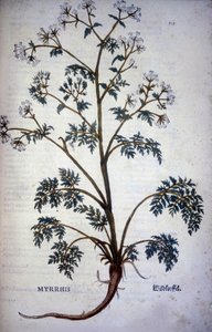 Myrrhis Odorata Fuchs：山萝卜麝香 - 在“可可和糖的自然历史”中 作者 未知艺术家