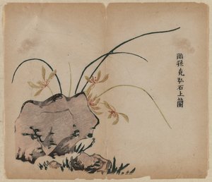 岩石上的兰花 作者 未知艺术家