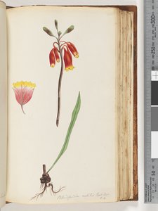 第110页。Blandfordia nobilis Exot。机器人-吨4.圣诞钟声 作者 未知艺术家