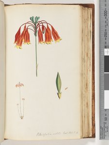 第111页。Blandfordia nobilis Exot。 t t。 4.圣诞钟声 作者 未知艺术家