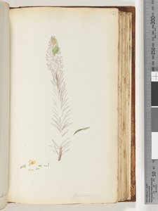 页面133. Floribunda未完成的图纸 作者 未知艺术家