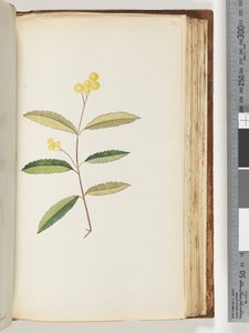 Page 140.不明的花，1794年10月 作者 未知艺术家