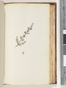 144.不明的植物 作者 未知艺术家