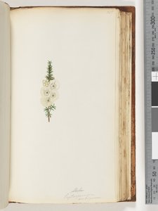 第145页。Alela-硬脂精 作者 未知艺术家