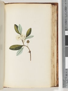 146.不明植物 作者 未知艺术家