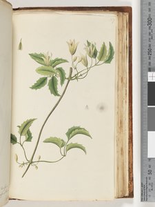 Page 157.身份不明的植物 作者 未知艺术家