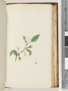 168.不明植物 作者 未知艺术家