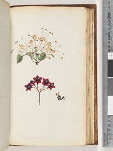 第172页。Volkameria scandens -坎伯兰树 作者 未知艺术家