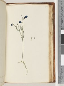 Page 174.身份不明的植物 作者 未知艺术家