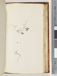 Page 178.身份不明的植物 作者 未知艺术家