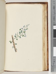 Page 179.身份不明的植物 作者 未知艺术家