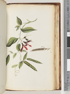Page 182.身份不明的植物 作者 未知艺术家