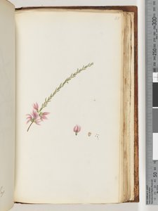 188.不明植物 作者 未知艺术家